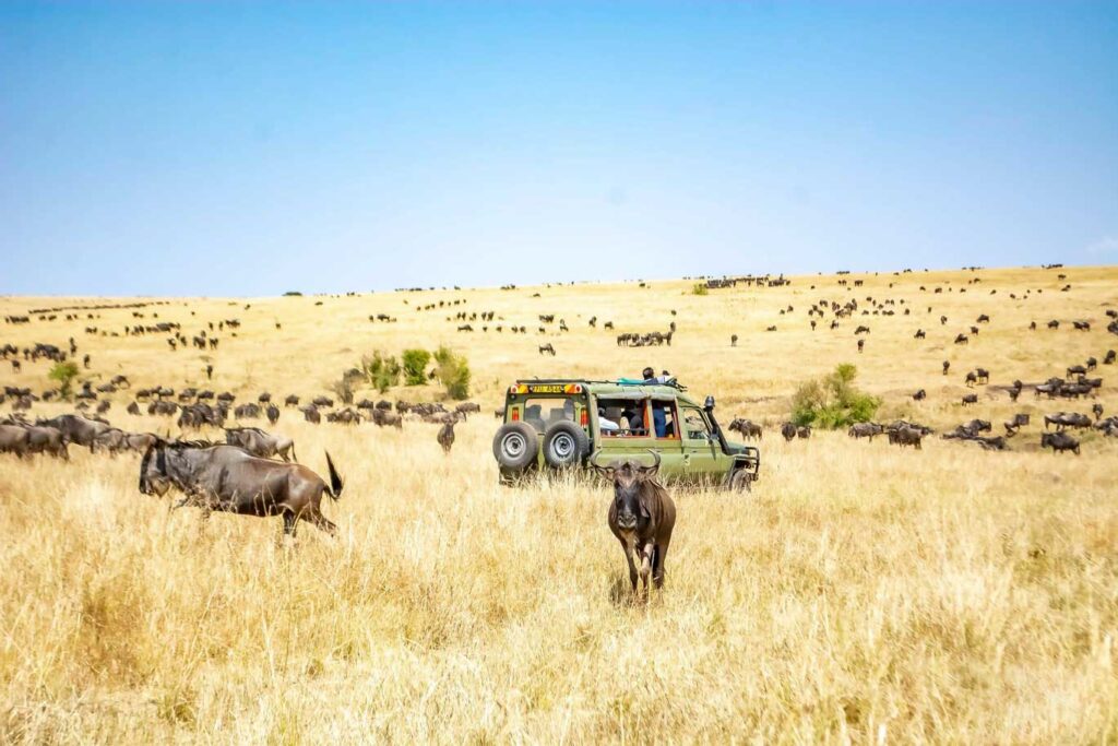 safari serengeti migration