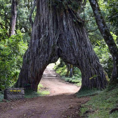 Arusha-National-Park-Tree