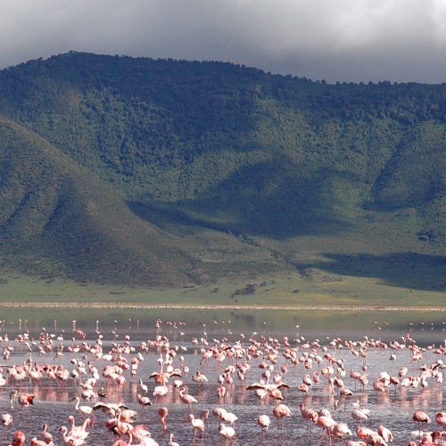 Ngorongoro_Flamingo_Lake