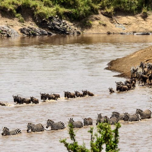 Animals crossing the Mara River during the Great Migration between Tanzania and Kenya