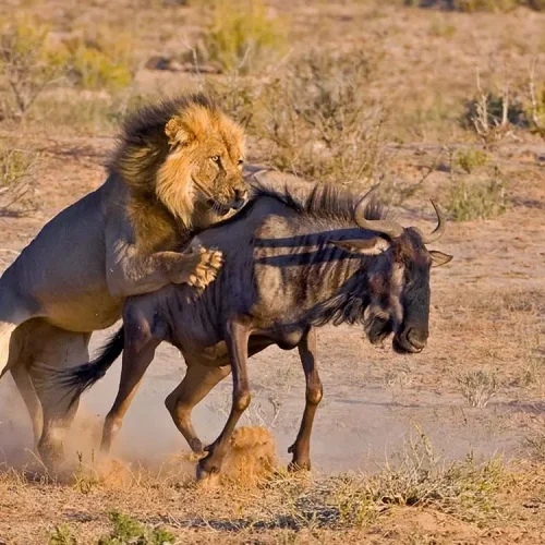 SERENGETI- prime kili