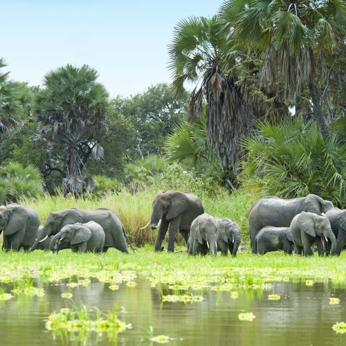 Selous-Game-Reserve elephants