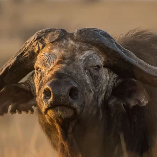 Tarangire-National-Park-scaled