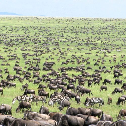 Wildebeests