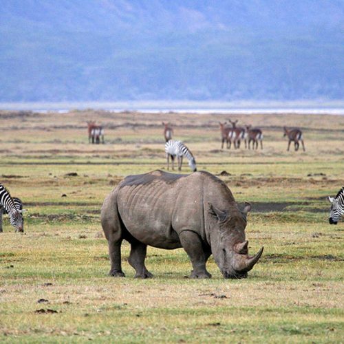 Wildife-In-Ngorongoro