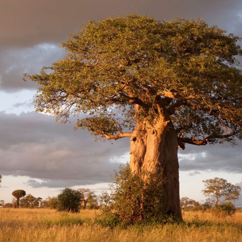 boabab-tarangire-national-park