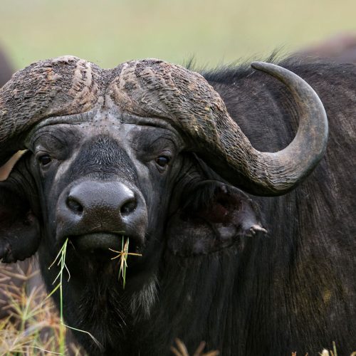 buffalo-katavi1