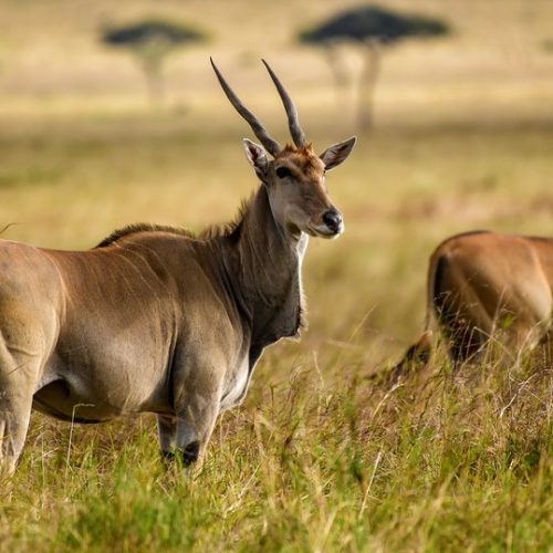 elands komazi