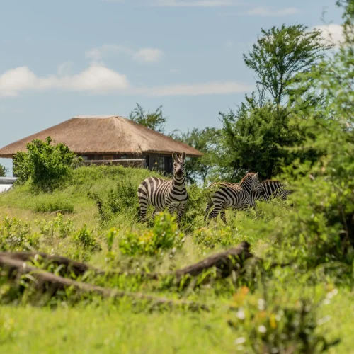 karibu camp - primekili