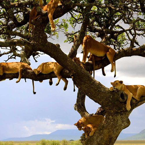 lions_on_tree_lake_manyara