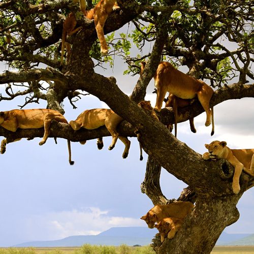 lions_on_tree_lake_manyara copy