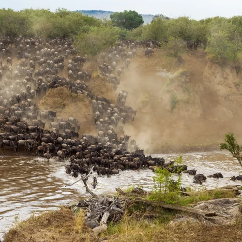 migration- prime kilimanjaro