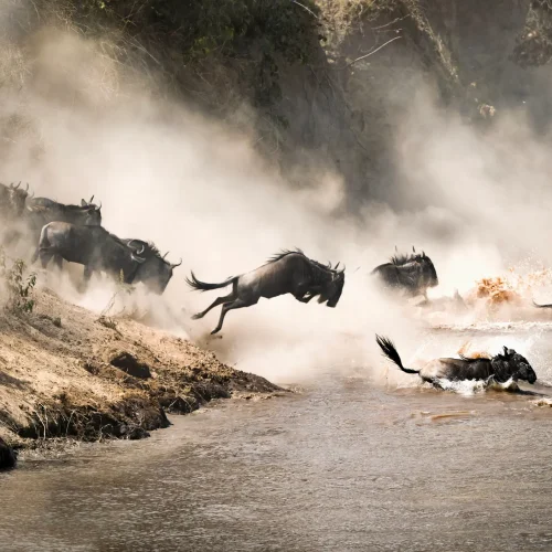 Wildebeest crossing the Mara River during the annual great migration. Every year millions will make the dangerous crossing when migrating between Tansania and the Masai Mara in Kenya.