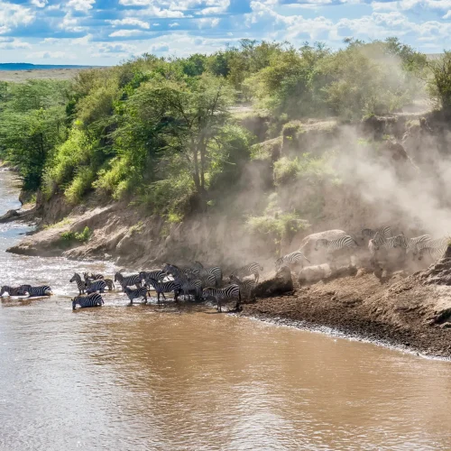 Zebras and wildebeest during migration from Serengeti to Masai Mara in Kenya