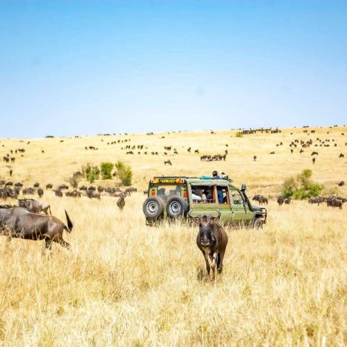 safari serengeti migration