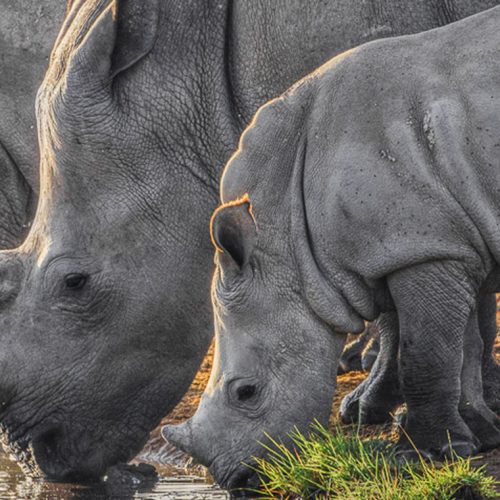 mkomazi-national-rhino