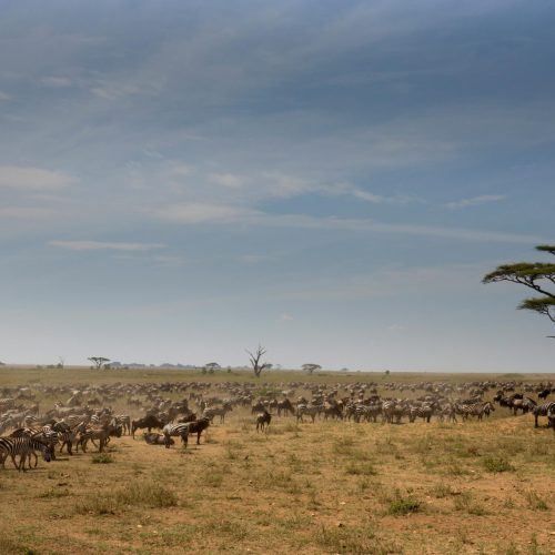 pexels-mikeknibbs-17849789