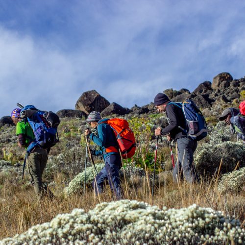 primekilimanjaro-152