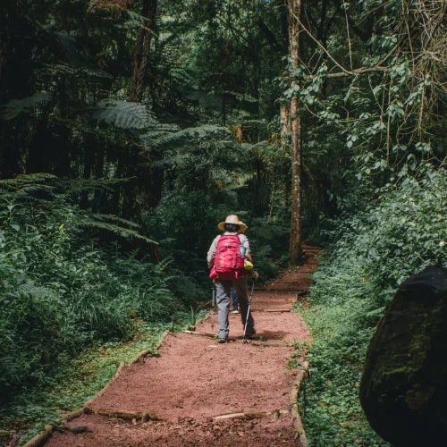 rain forest prime kili