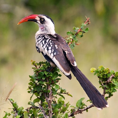 ruaha bird