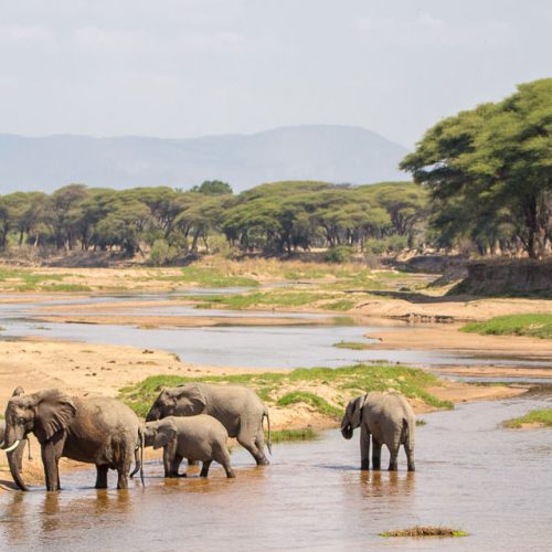 ruaha elephants