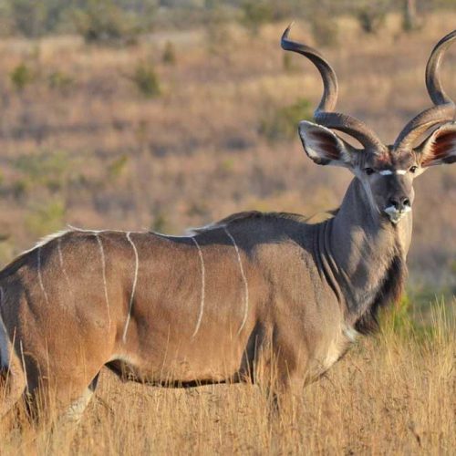 ruaha-national-park-antelope