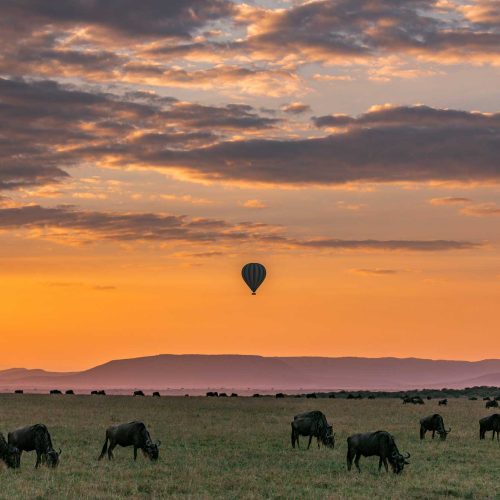 serengeti-baloon