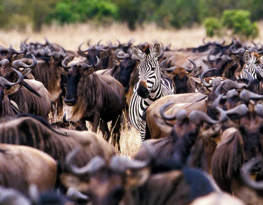 wildebeest