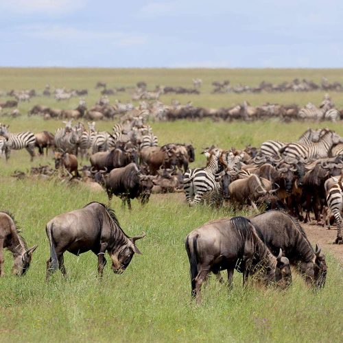 wildebeest migration